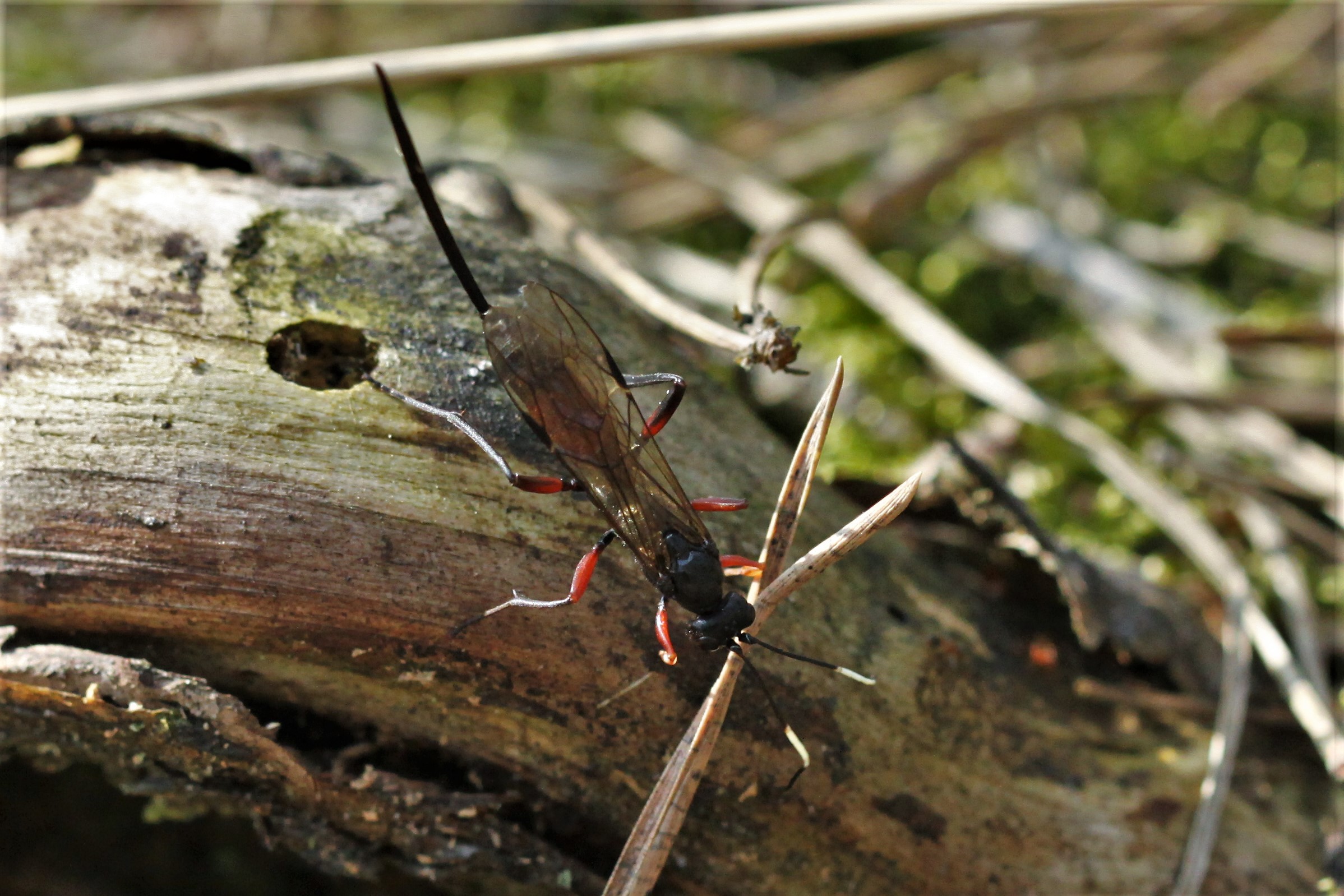 Een sluipwesp....maar welke?