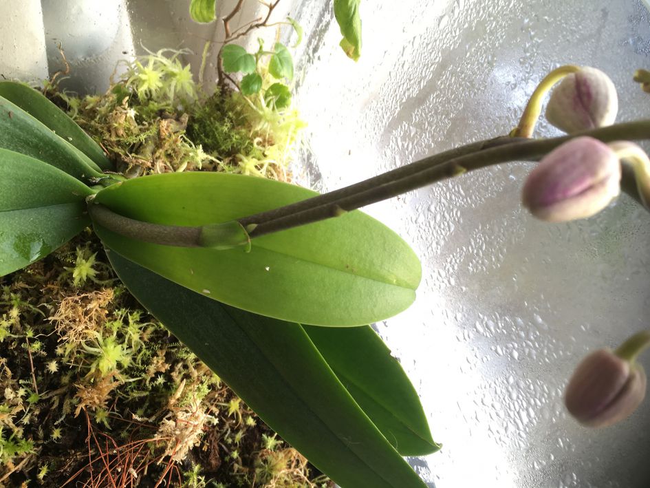 wat is er met deze orchidee