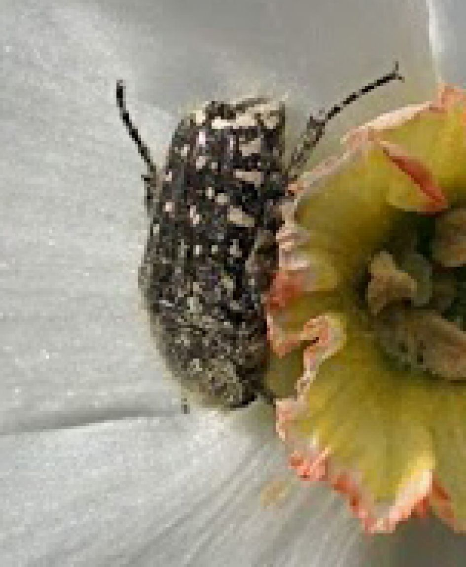 Wat is dit voor kever?