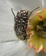 Wat is dit voor kever?