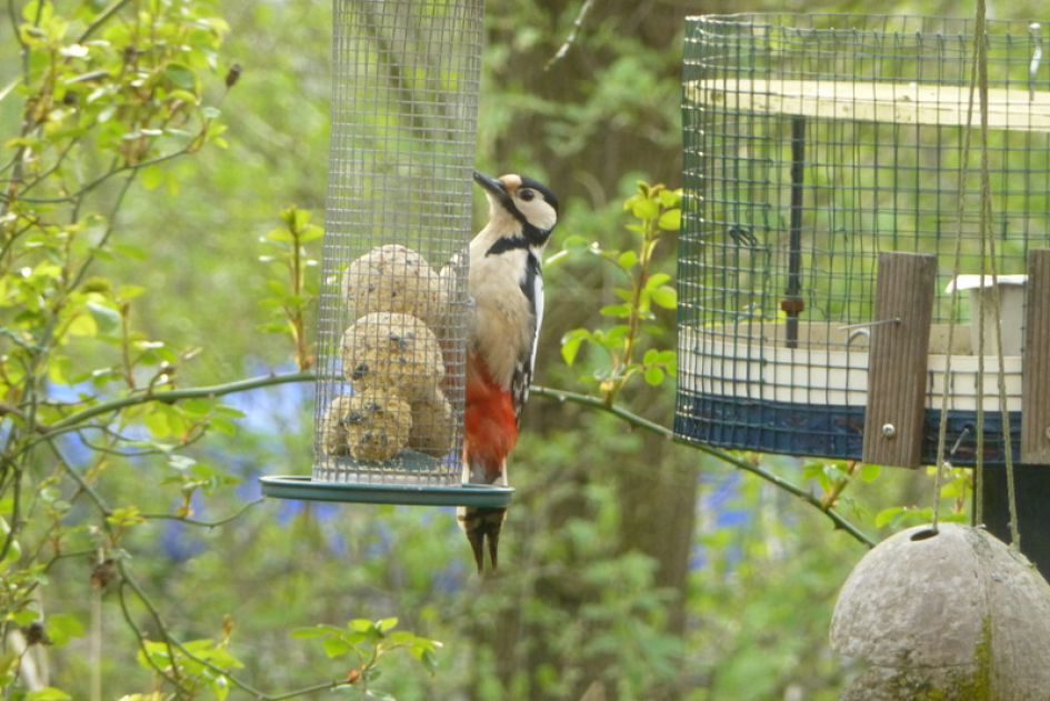 koolmees die weggejaagd door de specht, geduldig op zijn beurt wacht.