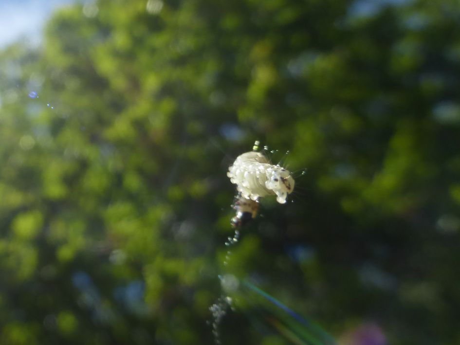 Welke rups is dit en wordt dit een vlinder?