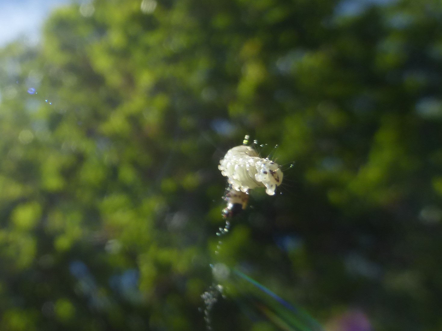 Welke rups is dit en wordt dit een vlinder?