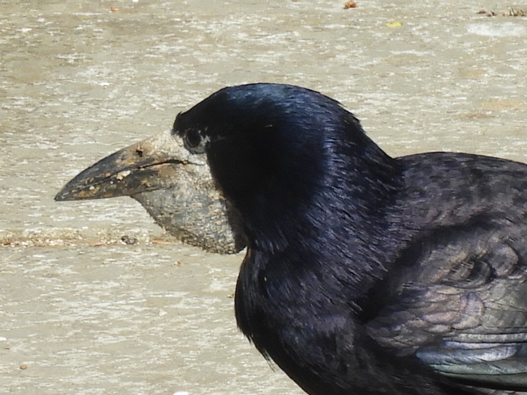 Nooit eerder gezien.