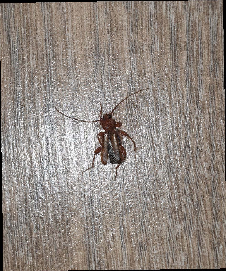 Kakkerlak of toch wat anders?