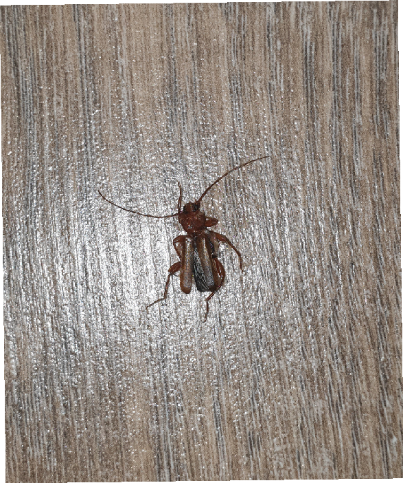 Kakkerlak of toch wat anders?