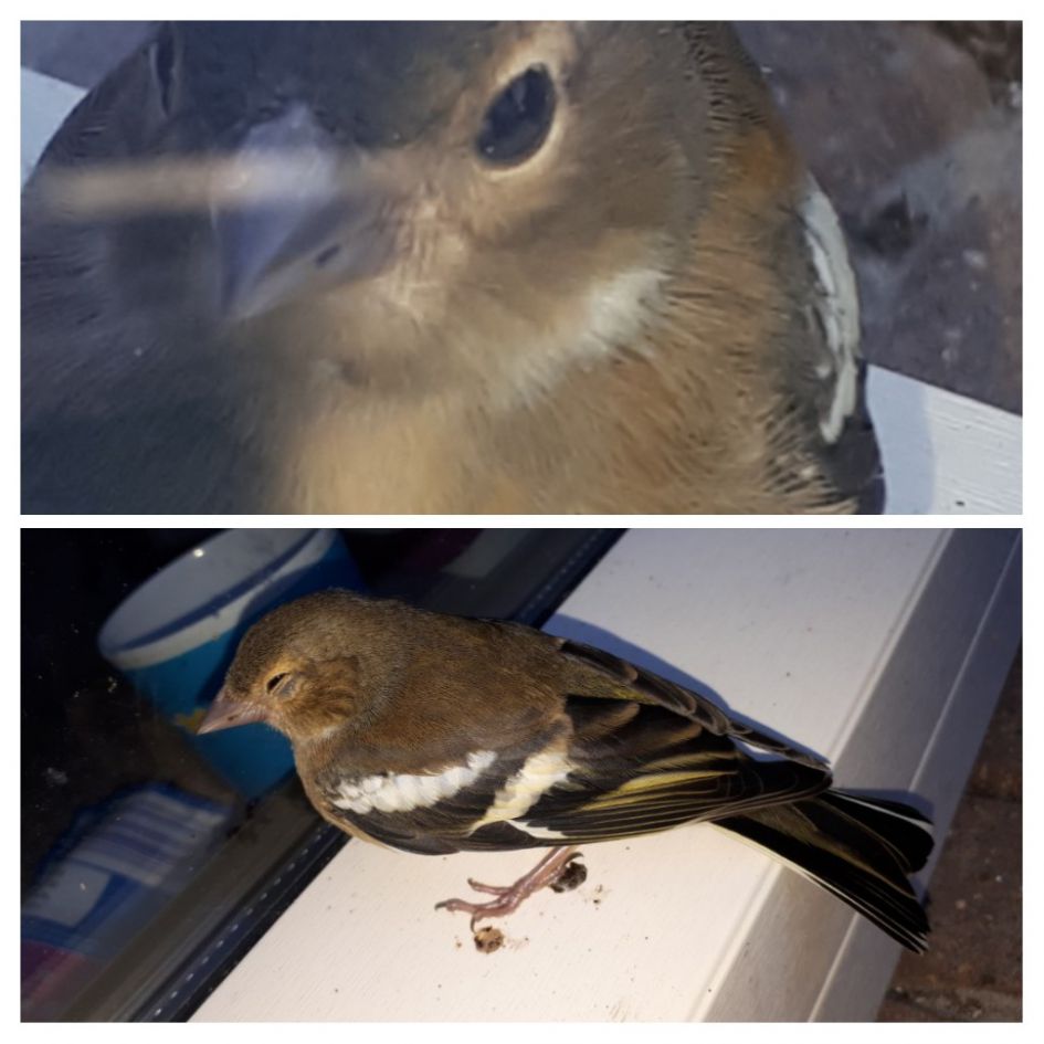 Welke vogel is dit?