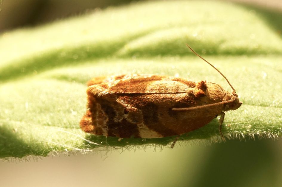Wat is de naam van dit vlindertje?