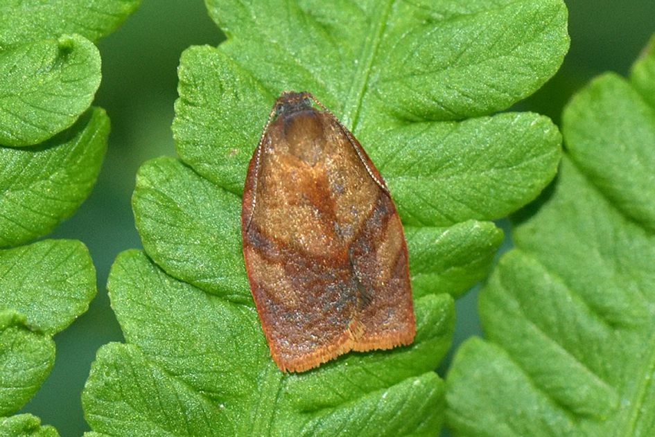 Uiltje soort of Huismoeder?