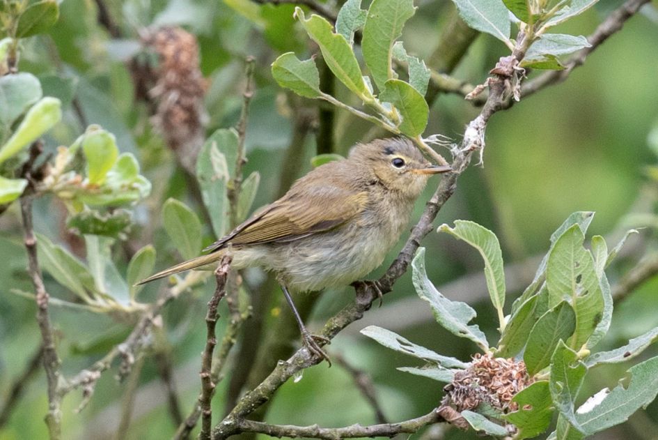 welke vogel is dit ?