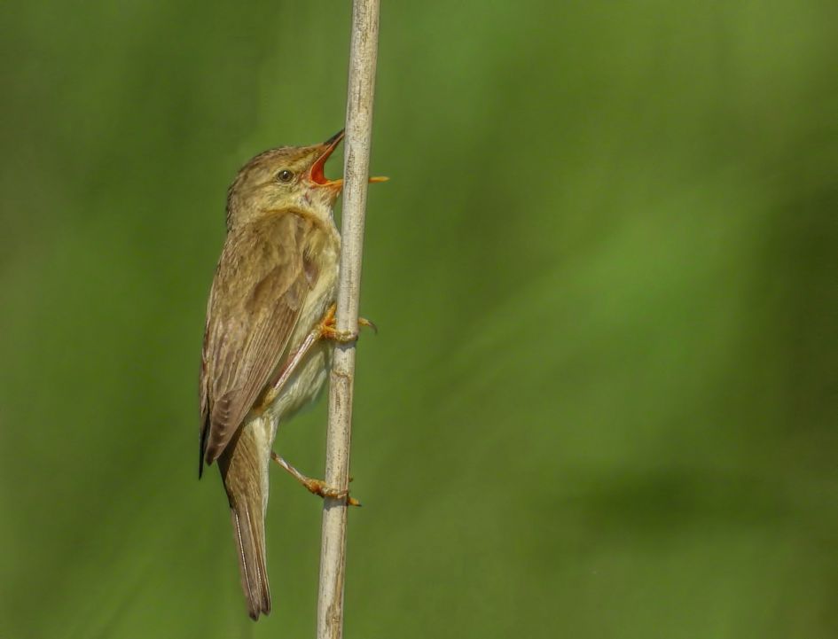 Wat is de naam van deze vogel ?