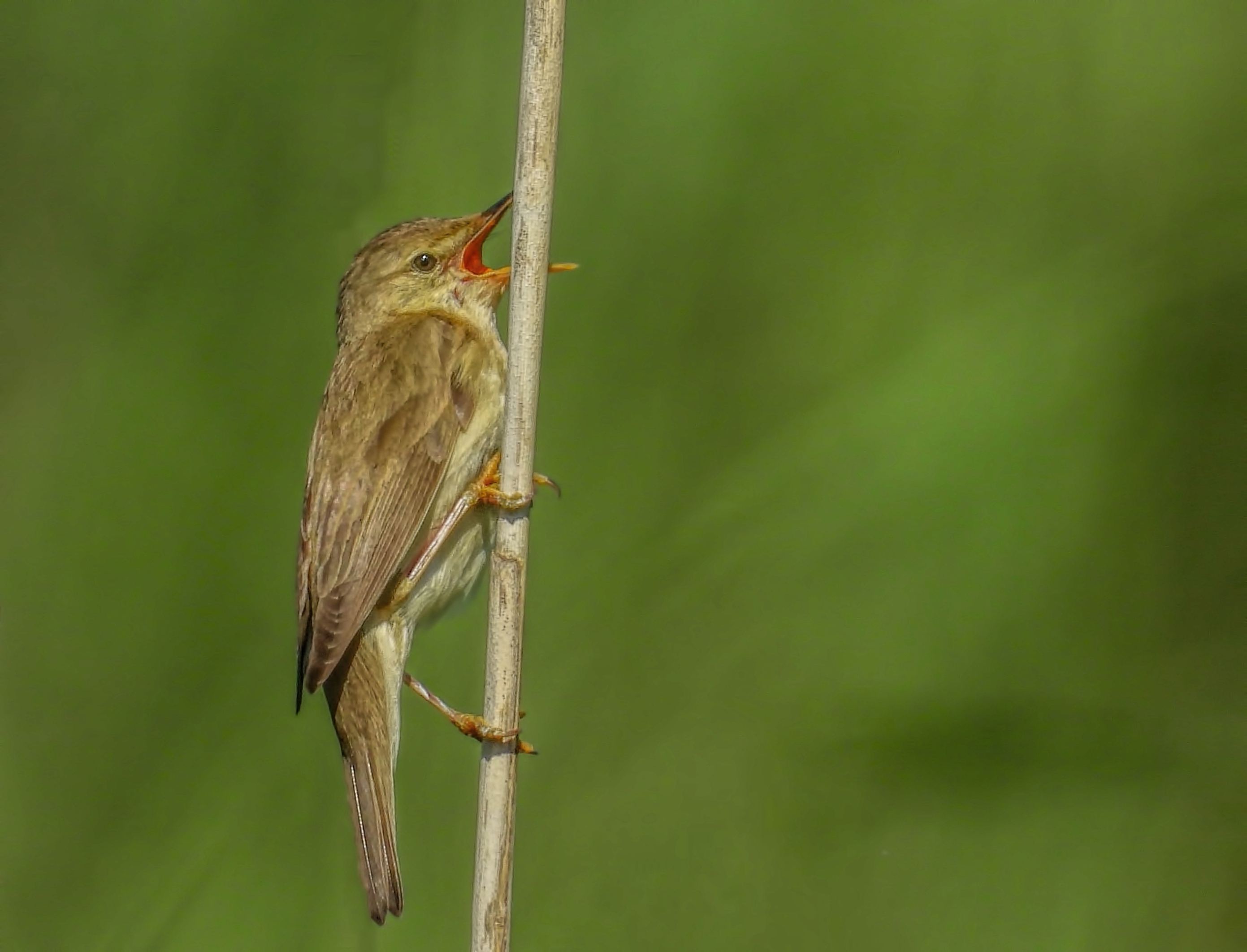 Wat is de naam van deze vogel ?