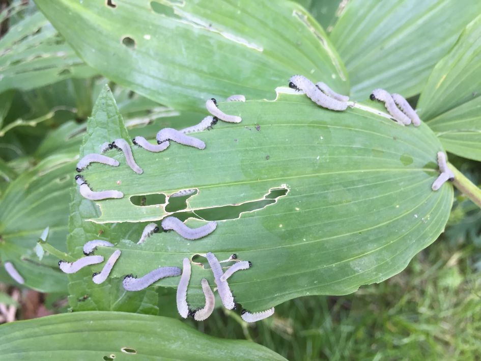 Welk insect eet er aan mijn salomonszegel