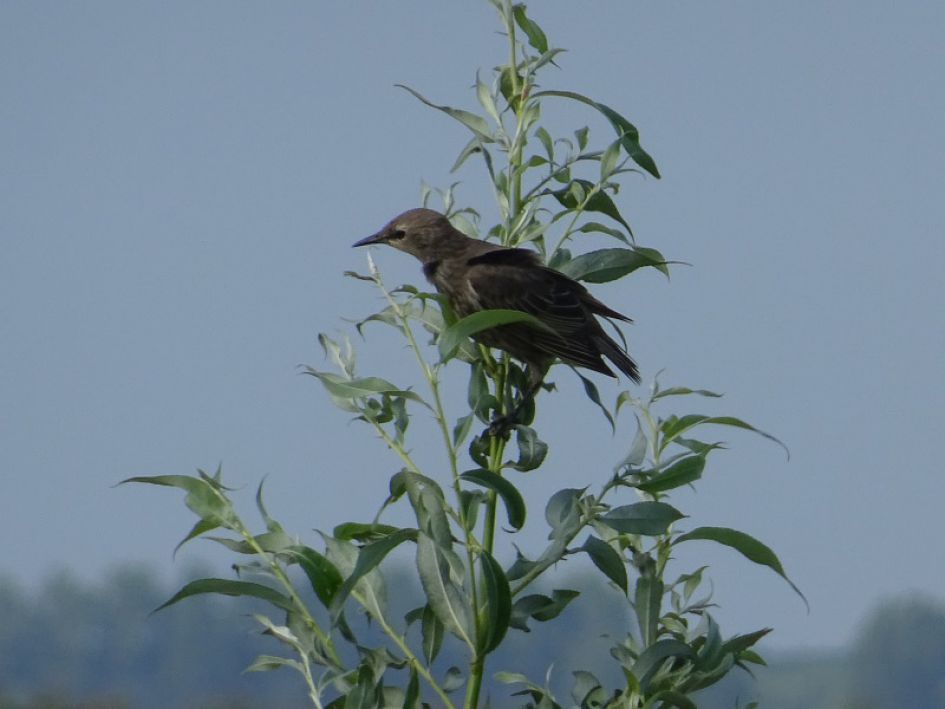 Vogel bij Beninger slikken.