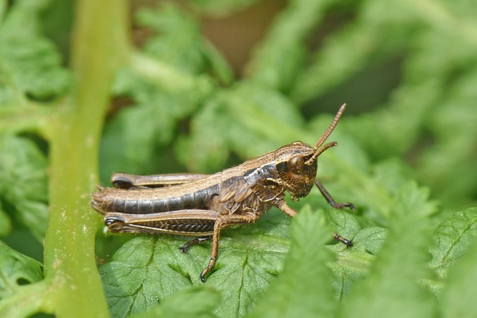 welke sprinkhaan is dit?