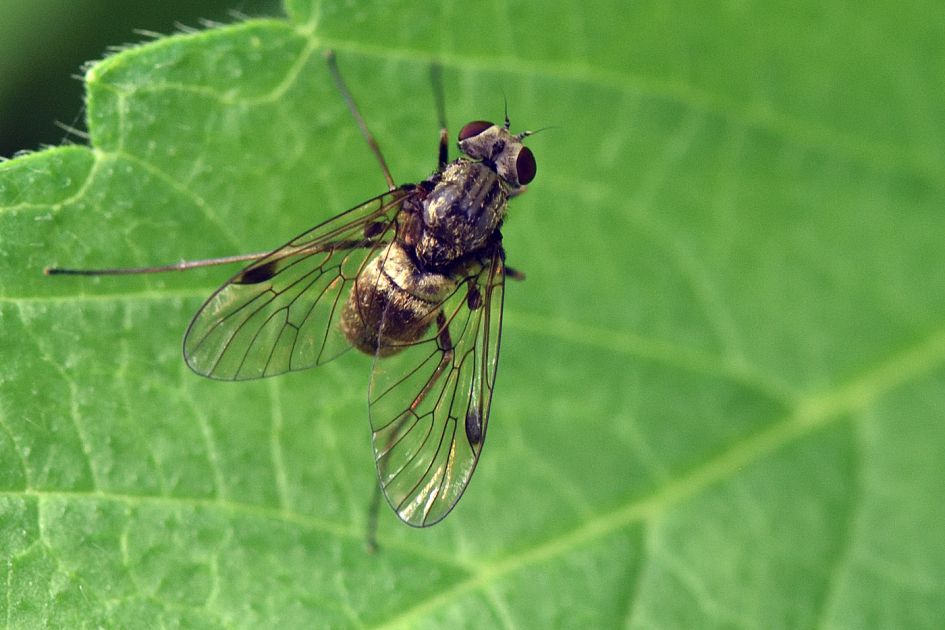 welke vlieg?
