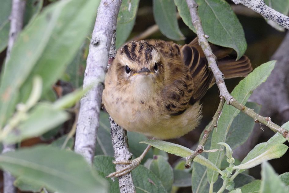 welke vogel is dit?