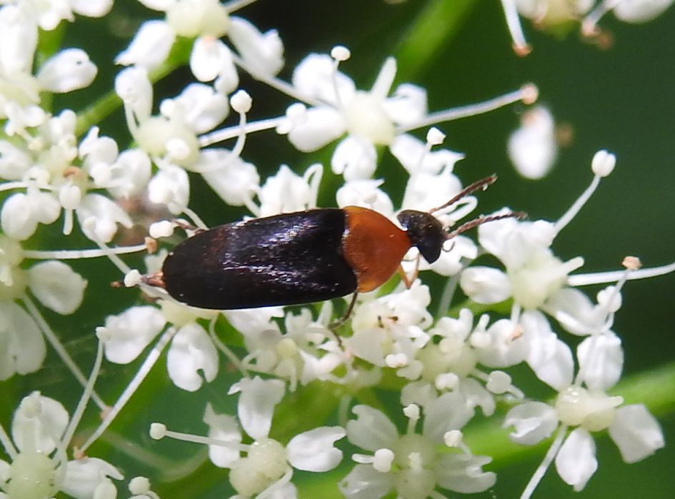 Wie kent dit beestje?