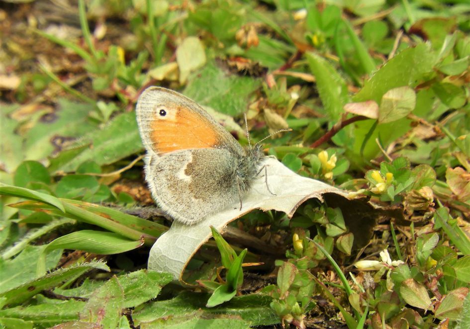 Is dit wel het Bruin zandoogje?