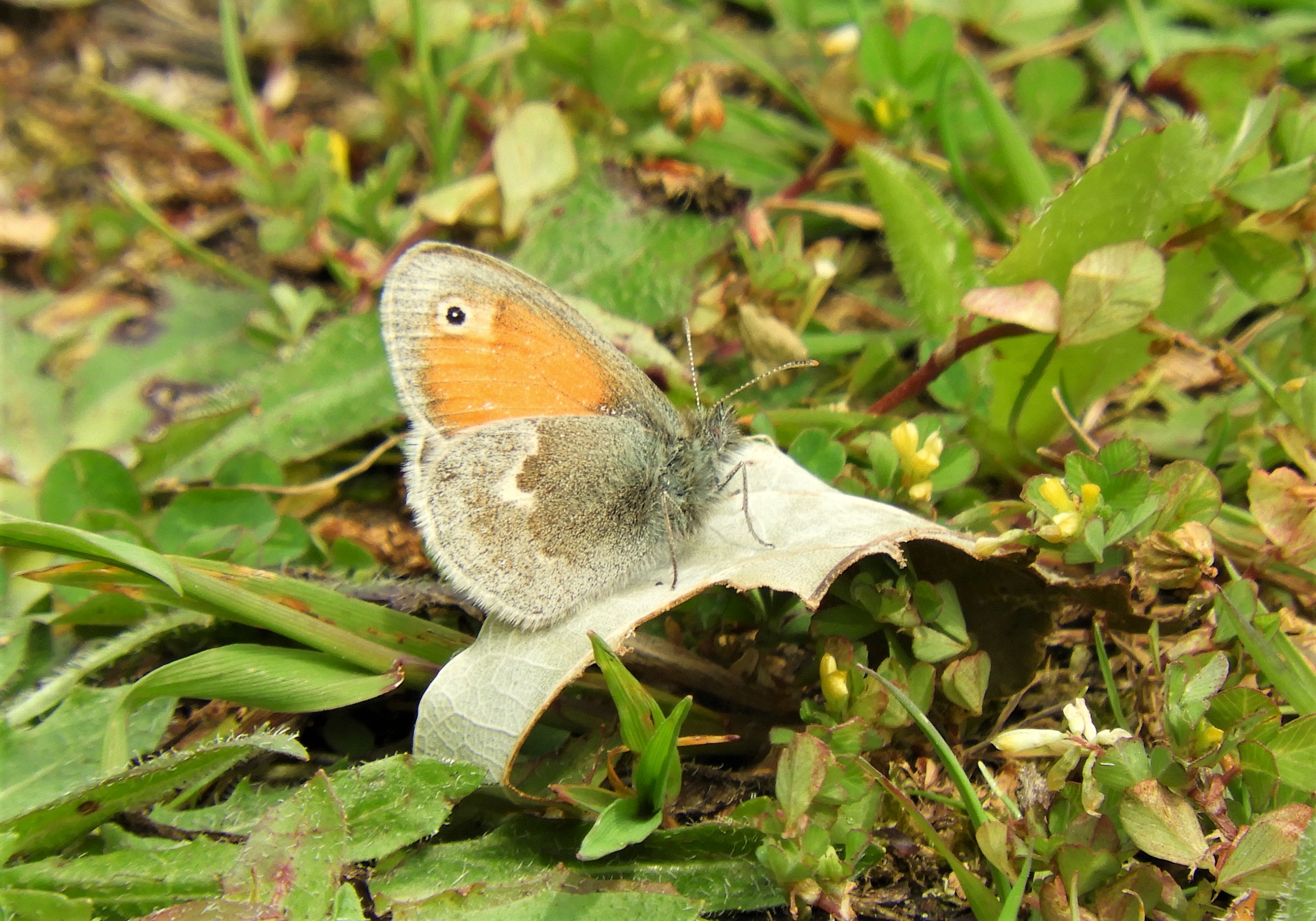 Is dit wel het Bruin zandoogje?