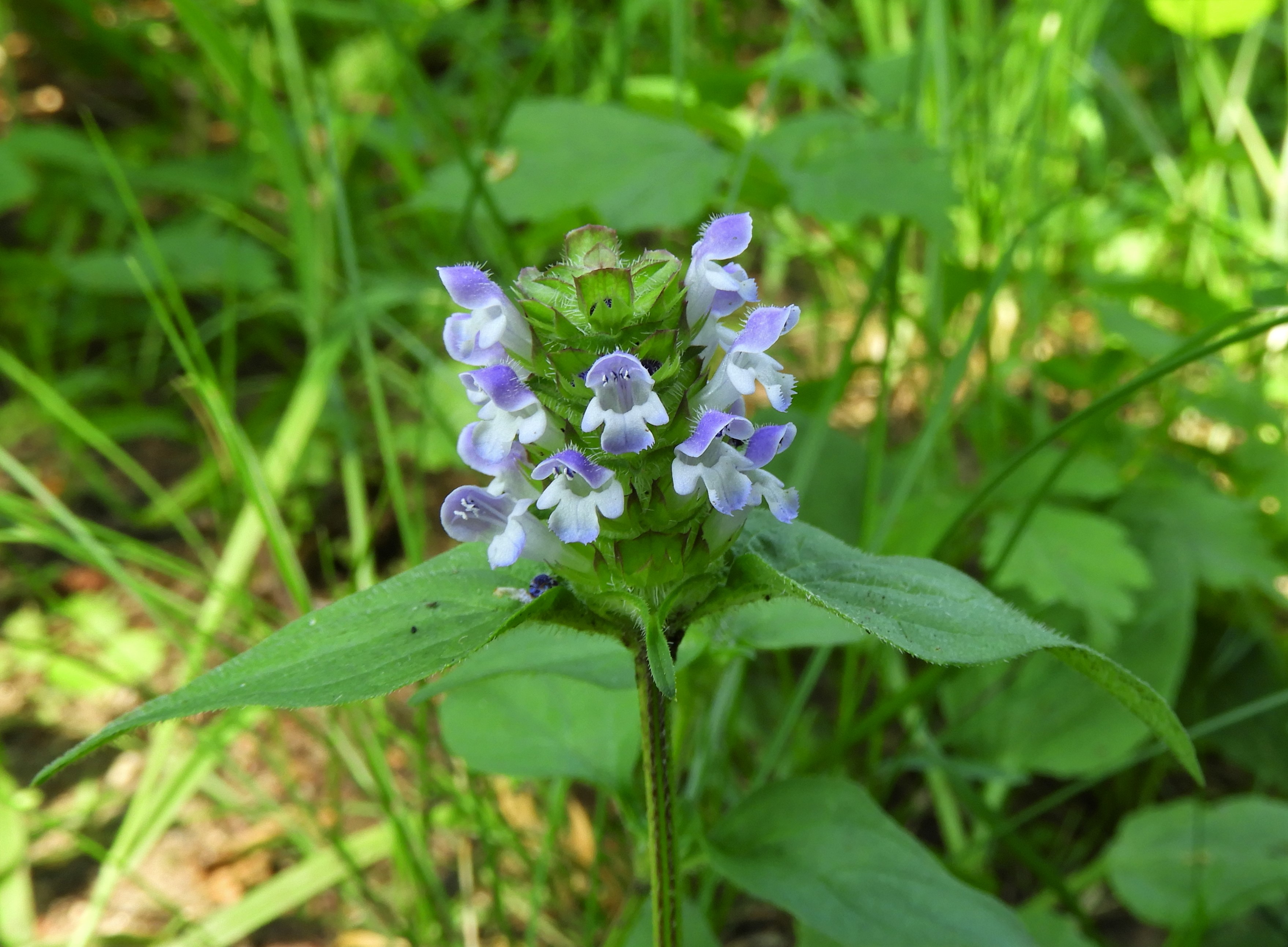 Wat is de naam van dit mooie plantje?