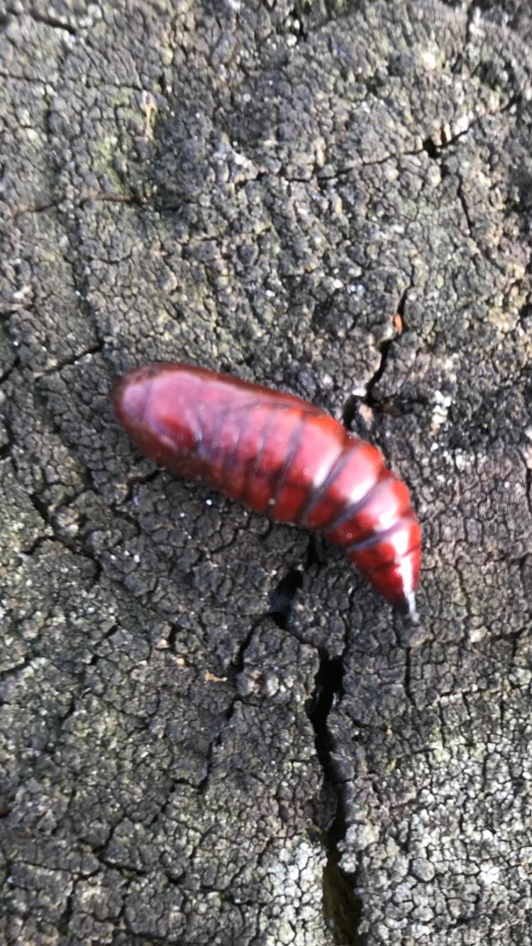 Welk beestje is dit?