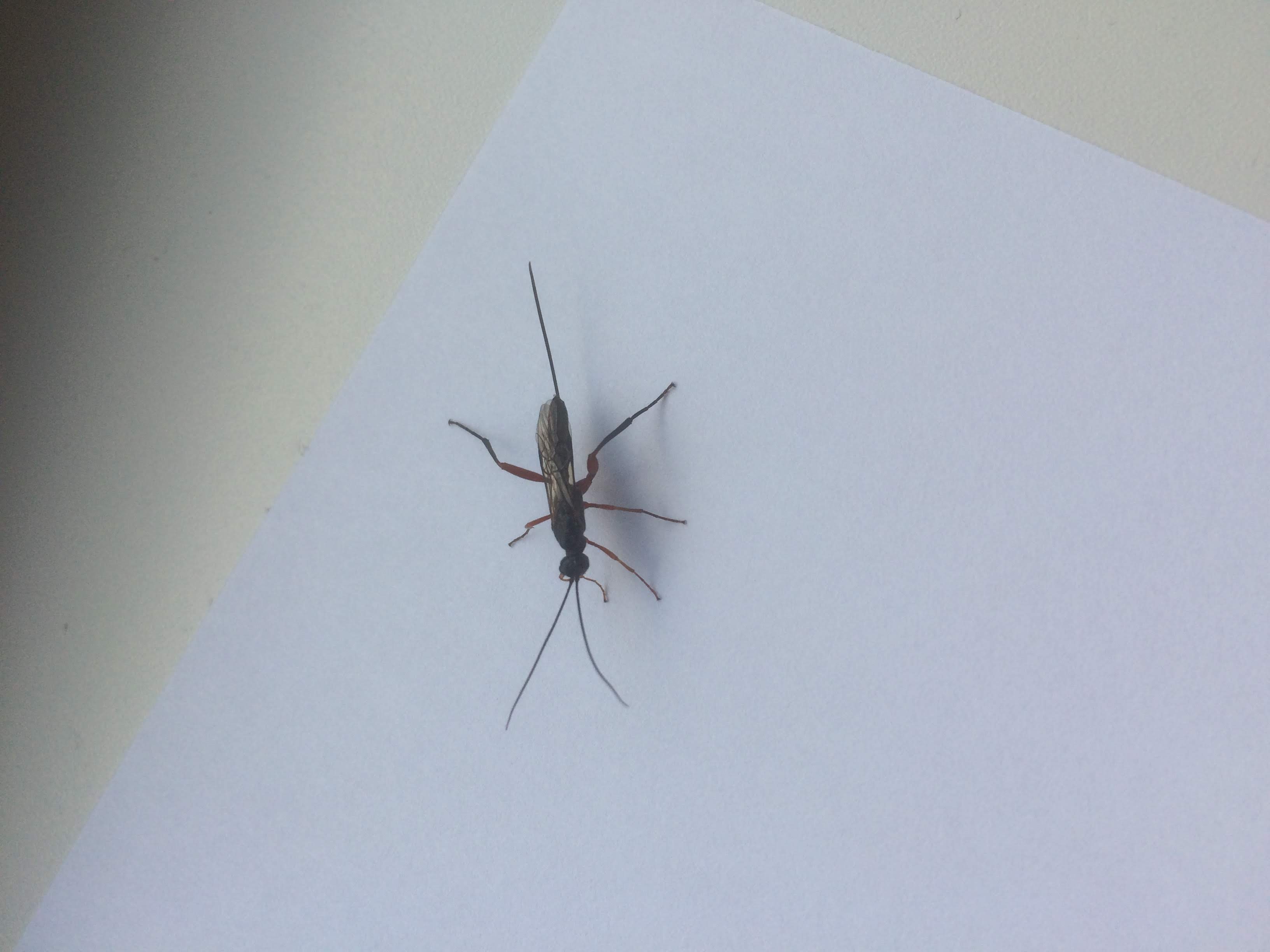 Wat is dit voor een insect?
