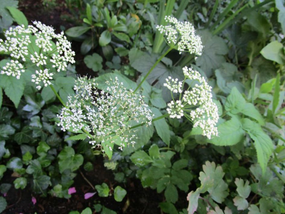 leuke witte schermbloemetjes