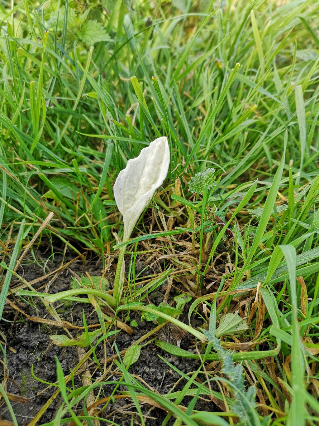 Welk plantje is dit?