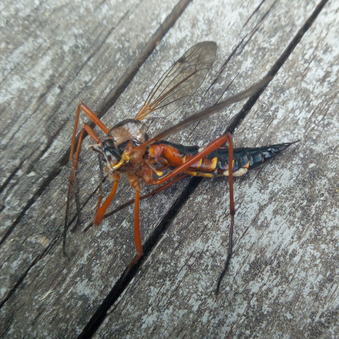 Wat voor insect ?
