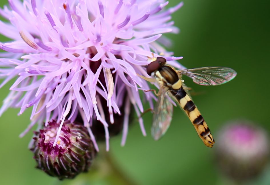 Zweefvlieg met lang lijf.