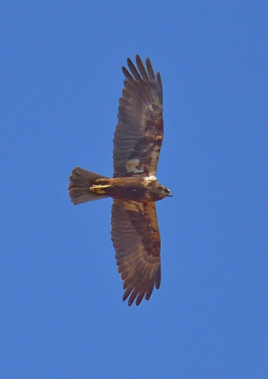 Welke roofvogel is dit?