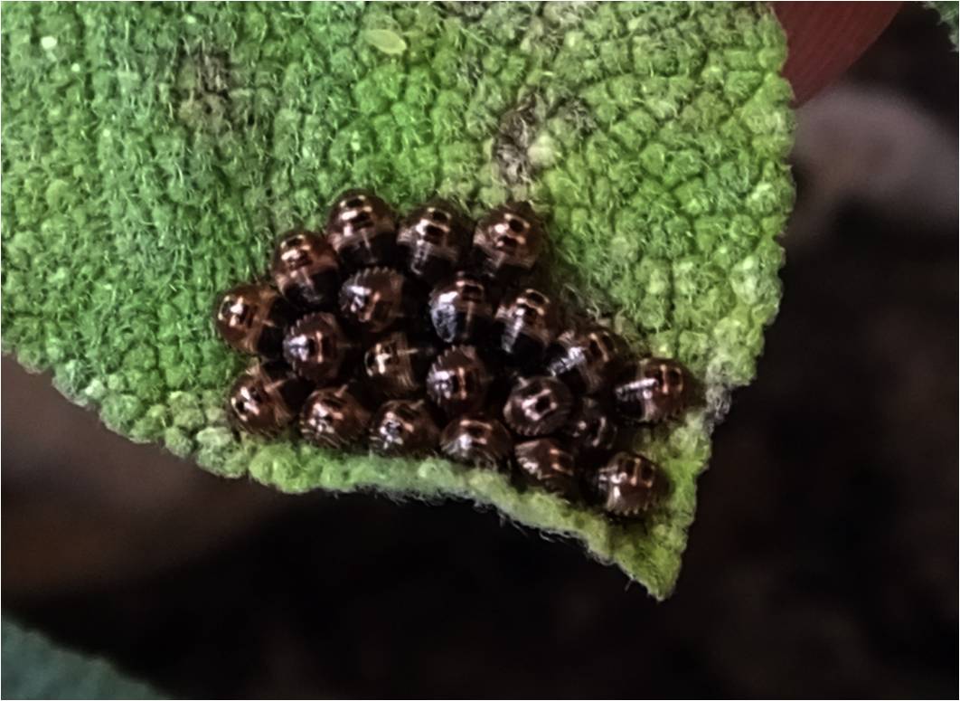 bruine bolletjes in mijn kerrieplant