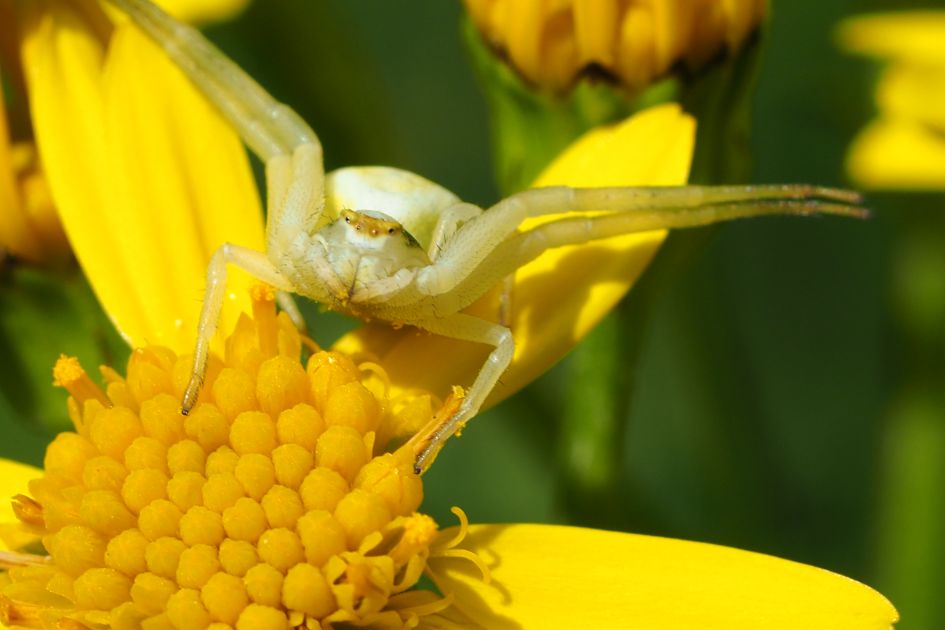 Is dit de gewone kameleonspin