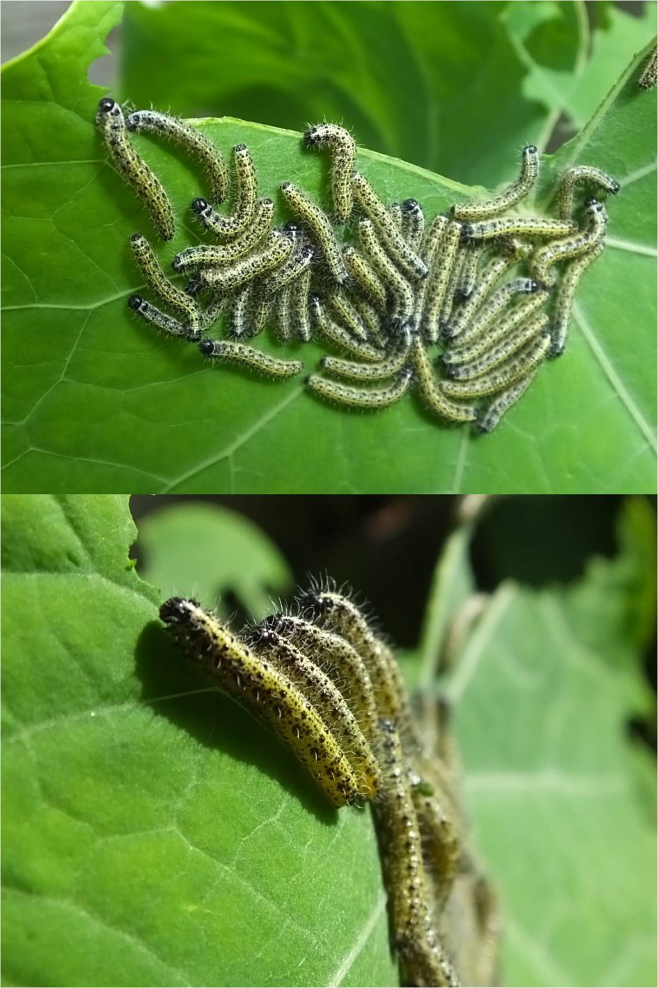 groepje rupsen...maar welke??
