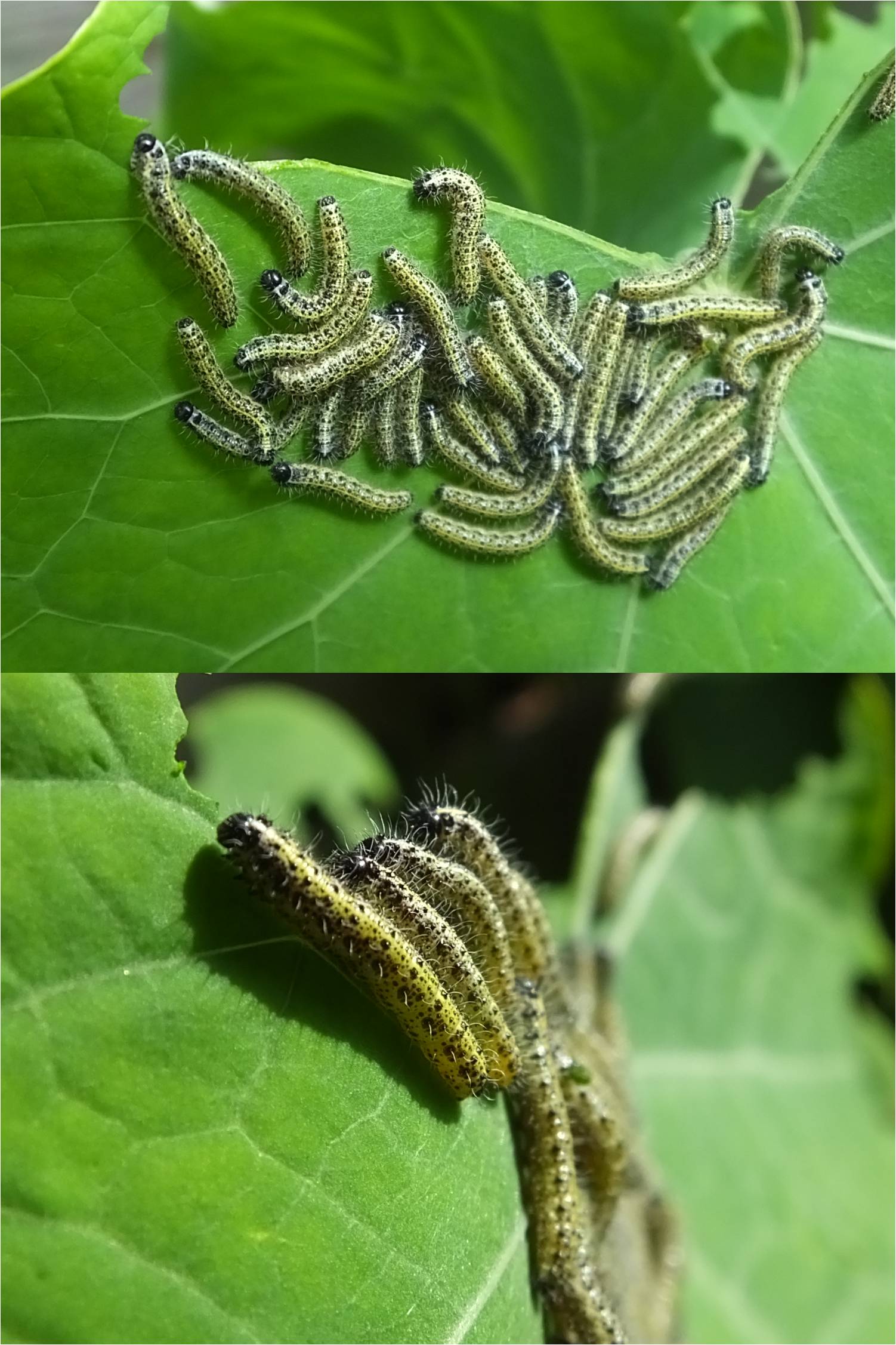 groepje rupsen...maar welke??
