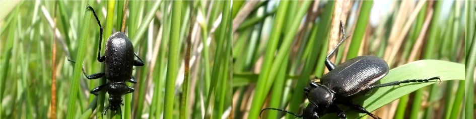 Welke scharrebijter is dit?