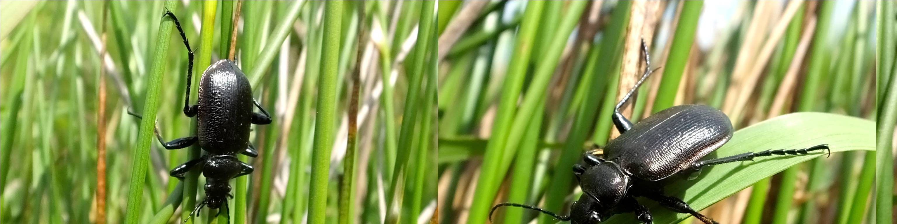 Welke scharrebijter is dit?