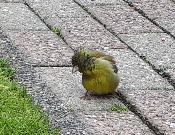 groenling