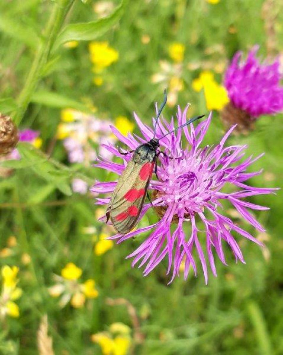 gewone st jansvlinder