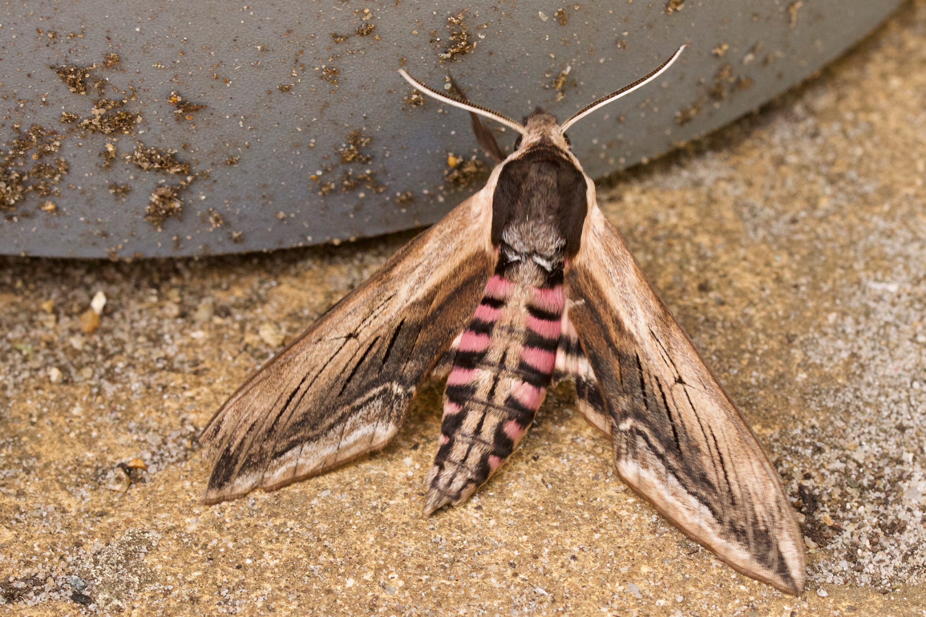 Welke vlinder is dit?