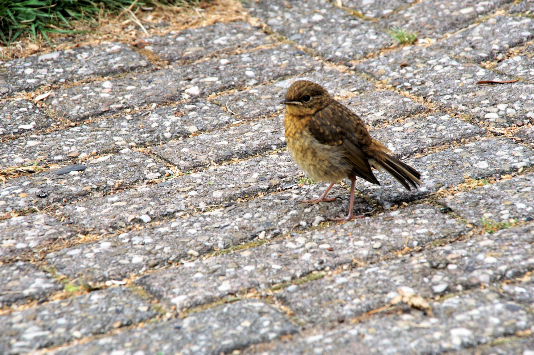 Roodborst