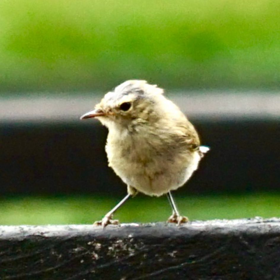 wie weet welke jonge vogel dit is