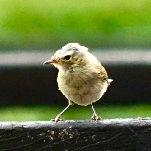 wie weet welke jonge vogel dit is