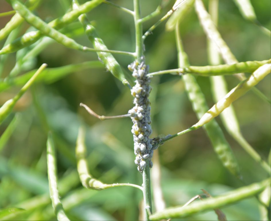 Welke eitjes op Raapzaad?