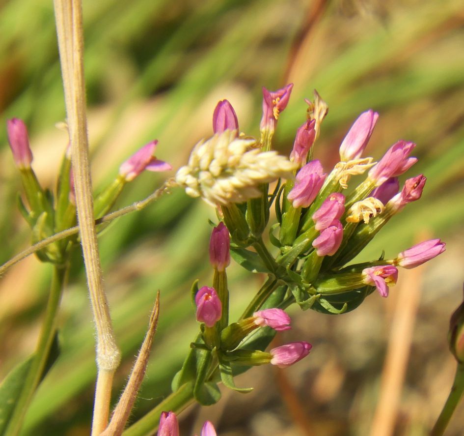 Is dit een Duizendguldenkruid?