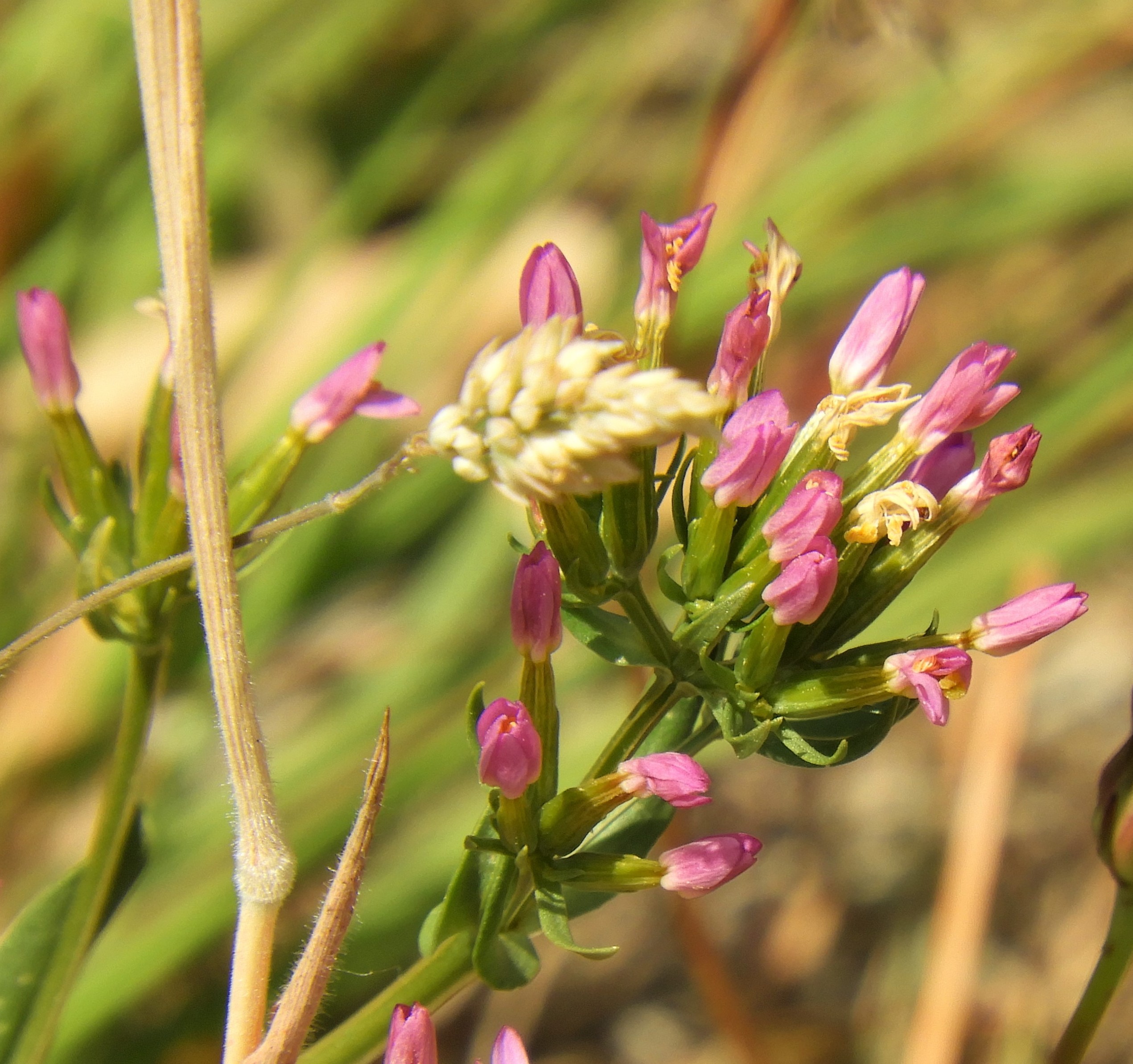 Is dit een Duizendguldenkruid?