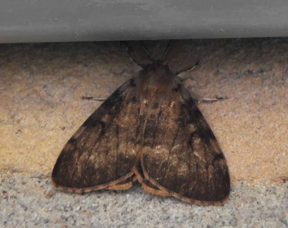 Is dit een nachtvlinder?