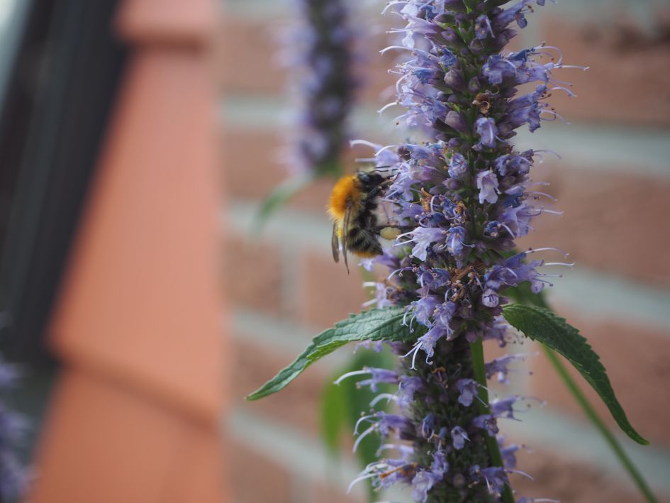 Welke hommel is dit?