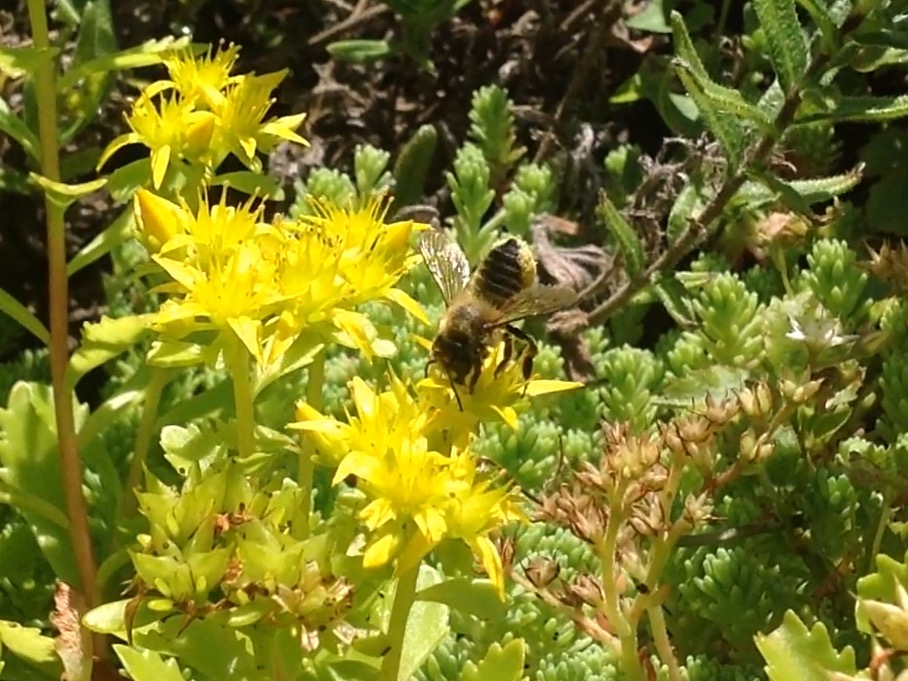 Gewoon Behangersbijtje?